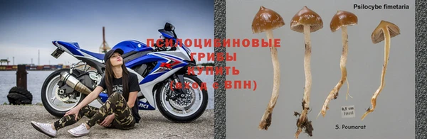 ПСИЛОЦИБИНОВЫЕ ГРИБЫ Гусиноозёрск